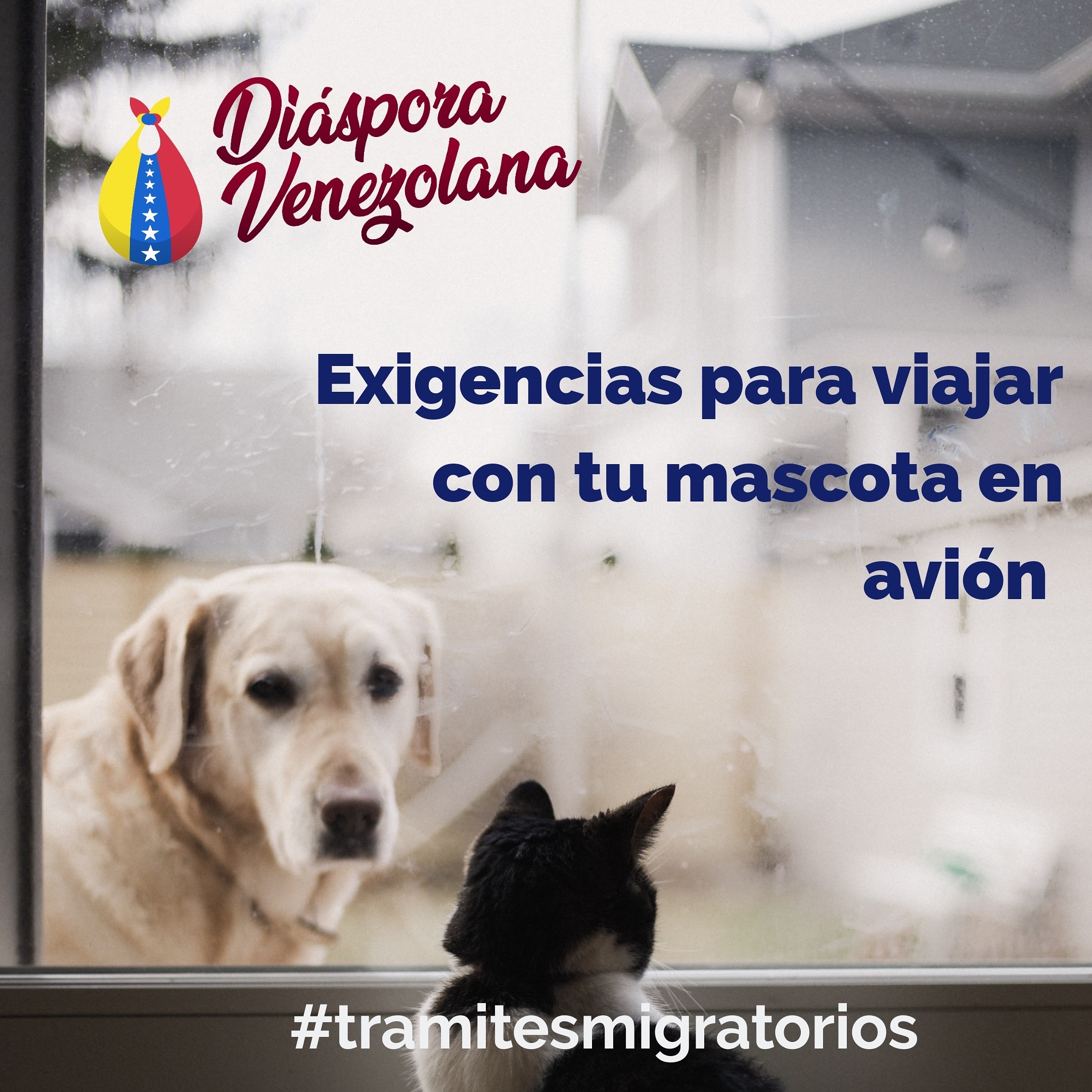 Exigencias para viajar en avión con tu mascota